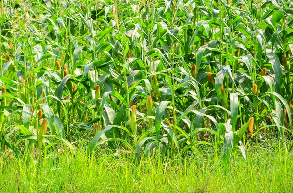 Tayland 'daki mısır çiftliği