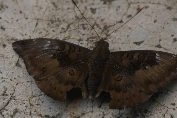 Çikolatalı yumuşak kelebek kadife kanatlı, narin desenli, bahçelerde güneşlenen güzel doğa aşıkları ve fotoğrafçılık için mükemmel.