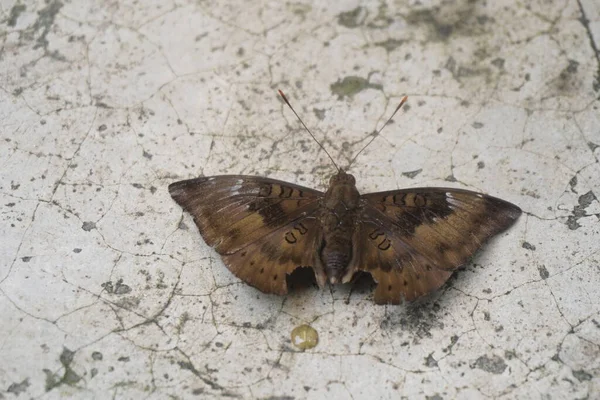 Çikolatalı yumuşak kelebek kadife kanatlı, narin desenli, bahçelerde güneşlenen güzel doğa aşıkları ve fotoğrafçılık için mükemmel.