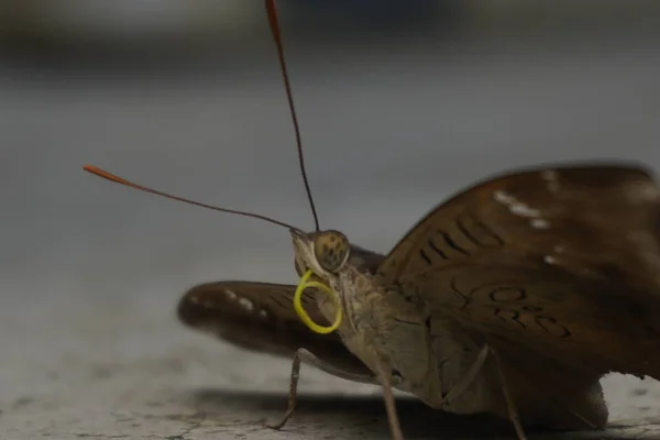 Çikolatalı yumuşak kelebek kadife kanatlı, narin desenli, bahçelerde güneşlenen güzel doğa aşıkları ve fotoğrafçılık için mükemmel.