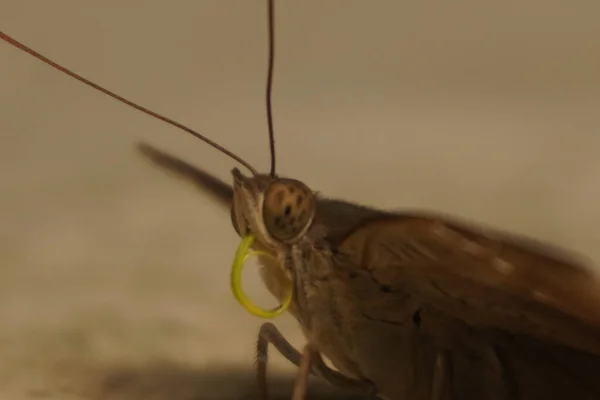 Çikolatalı yumuşak kelebek kadife kanatlı, narin desenli, bahçelerde güneşlenen güzel doğa aşıkları ve fotoğrafçılık için mükemmel.