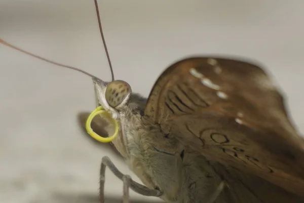 Çikolatalı yumuşak kelebek kadife kanatlı, narin desenli, bahçelerde güneşlenen güzel doğa aşıkları ve fotoğrafçılık için mükemmel.