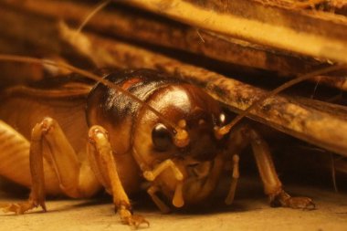 Dev weta, Yeni Zelanda 'ya özgü büyük bir böcek etkileyici boyutu, gece alışkanlıkları ve eşsiz tarih öncesi görünüşüyle tanınır.