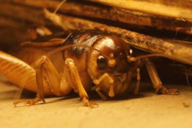 Dev weta, Yeni Zelanda 'ya özgü büyük bir böcek etkileyici boyutu, gece alışkanlıkları ve eşsiz tarih öncesi görünüşüyle tanınır.
