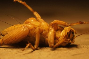 Dev weta, Yeni Zelanda 'ya özgü büyük bir böcek etkileyici boyutu, gece alışkanlıkları ve eşsiz tarih öncesi görünüşüyle tanınır.