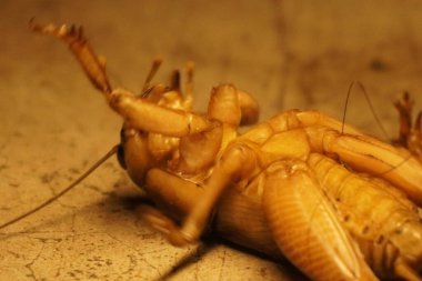 Dev weta, Yeni Zelanda 'ya özgü büyük bir böcek etkileyici boyutu, gece alışkanlıkları ve eşsiz tarih öncesi görünüşüyle tanınır.