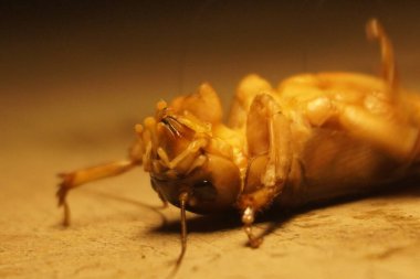 Dev weta, Yeni Zelanda 'ya özgü büyük bir böcek etkileyici boyutu, gece alışkanlıkları ve eşsiz tarih öncesi görünüşüyle tanınır.