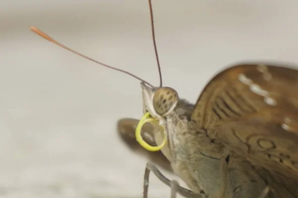 Çikolatalı yumuşak kelebek kadife kanatlı, narin desenli, bahçelerde güneşlenen güzel doğa aşıkları ve fotoğrafçılık için mükemmel.