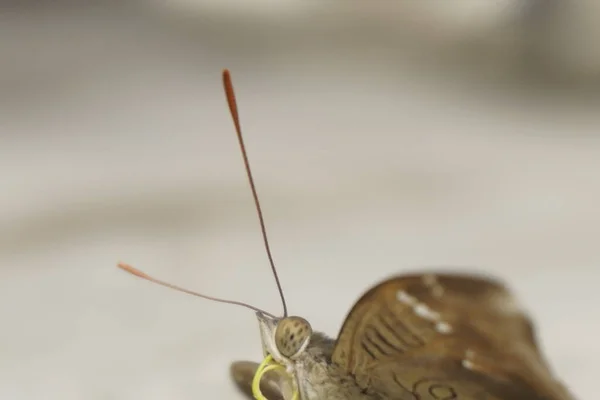 Çikolatalı yumuşak kelebek kadife kanatlı, narin desenli, bahçelerde güneşlenen güzel doğa aşıkları ve fotoğrafçılık için mükemmel.