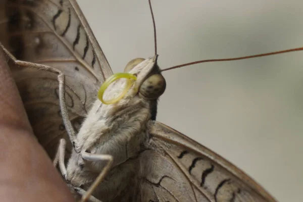 Çikolatalı yumuşak kelebek kadife kanatlı, narin desenli, bahçelerde güneşlenen güzel doğa aşıkları ve fotoğrafçılık için mükemmel.