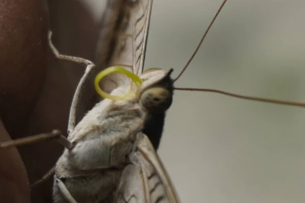 Çikolatalı yumuşak kelebek kadife kanatlı, narin desenli, bahçelerde güneşlenen güzel doğa aşıkları ve fotoğrafçılık için mükemmel.