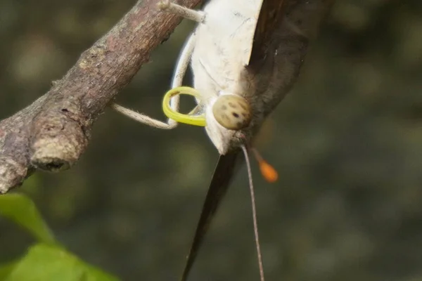 Çikolatalı yumuşak kelebek kadife kanatlı, narin desenli, bahçelerde güneşlenen güzel doğa aşıkları ve fotoğrafçılık için mükemmel.