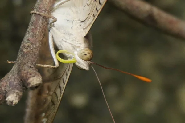 Çikolatalı yumuşak kelebek kadife kanatlı, narin desenli, bahçelerde güneşlenen güzel doğa aşıkları ve fotoğrafçılık için mükemmel.