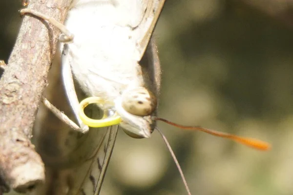 Çikolatalı yumuşak kelebek kadife kanatlı, narin desenli, bahçelerde güneşlenen güzel doğa aşıkları ve fotoğrafçılık için mükemmel.