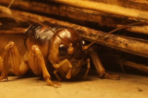 Dev weta, Yeni Zelanda 'ya özgü büyük bir böcek etkileyici boyutu, gece alışkanlıkları ve eşsiz tarih öncesi görünüşüyle tanınır.