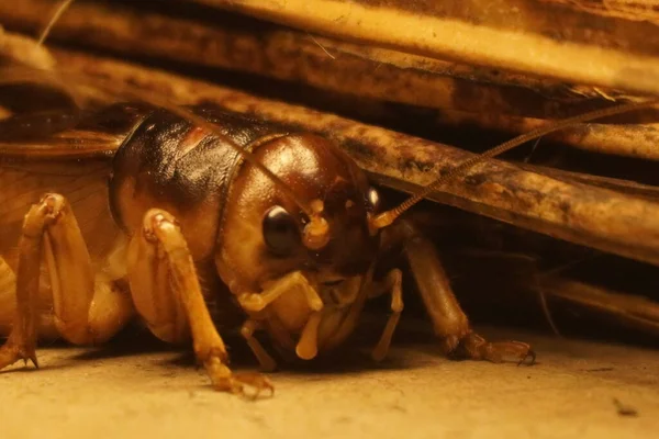 Dev weta, Yeni Zelanda 'ya özgü büyük bir böcek etkileyici boyutu, gece alışkanlıkları ve eşsiz tarih öncesi görünüşüyle tanınır.
