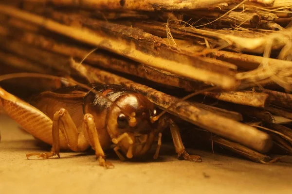 Dev weta, Yeni Zelanda 'ya özgü büyük bir böcek etkileyici boyutu, gece alışkanlıkları ve eşsiz tarih öncesi görünüşüyle tanınır.