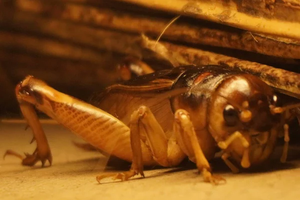 Dev weta, Yeni Zelanda 'ya özgü büyük bir böcek etkileyici boyutu, gece alışkanlıkları ve eşsiz tarih öncesi görünüşüyle tanınır.