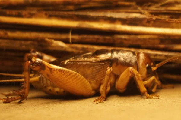 Dev weta, Yeni Zelanda 'ya özgü büyük bir böcek etkileyici boyutu, gece alışkanlıkları ve eşsiz tarih öncesi görünüşüyle tanınır.