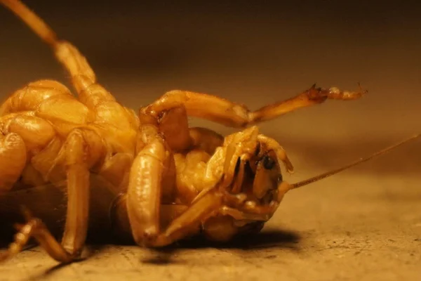 Dev weta, Yeni Zelanda 'ya özgü büyük bir böcek etkileyici boyutu, gece alışkanlıkları ve eşsiz tarih öncesi görünüşüyle tanınır.