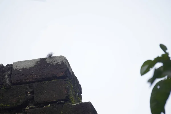 Sincaplar: Doğal ortamdaki bir sincabın yakın çekimi, dışavurumcu gözlerini, kabarık kuyruğunu ve küçük patilerini göstererek bir merak anını yakalıyor..