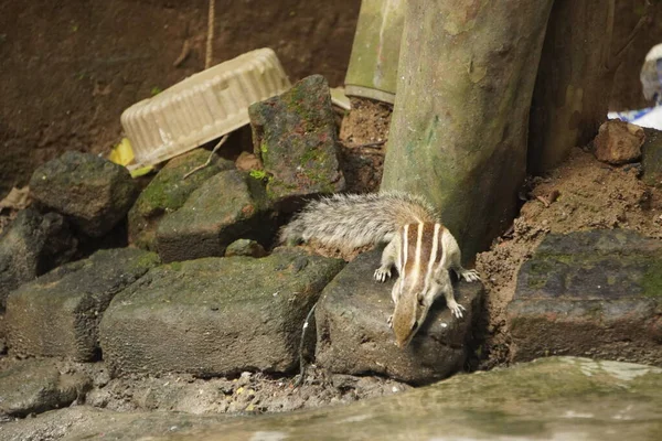 Sincaplar: Doğal ortamdaki bir sincabın yakın çekimi, dışavurumcu gözlerini, kabarık kuyruğunu ve küçük patilerini göstererek bir merak anını yakalıyor..