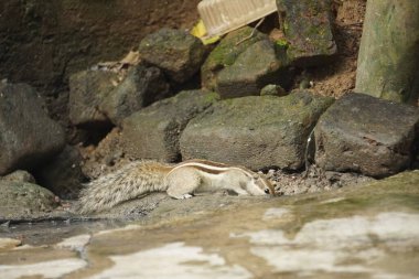 Sincaplar: Doğal ortamdaki bir sincabın yakın çekimi, dışavurumcu gözlerini, kabarık kuyruğunu ve küçük patilerini göstererek bir merak anını yakalıyor..