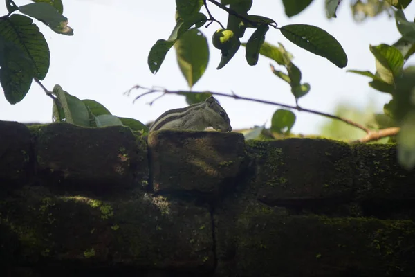 Sincaplar: Doğal ortamdaki bir sincabın yakın çekimi, dışavurumcu gözlerini, kabarık kuyruğunu ve küçük patilerini göstererek bir merak anını yakalıyor..
