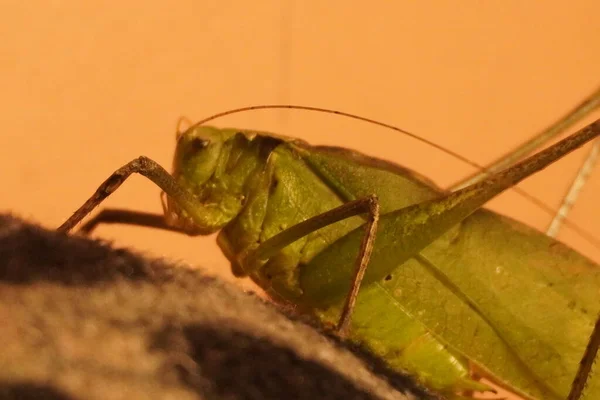 Yeşil çekirge, canlı renkli ve güçlü bacaklı canlı bir böcek, doğayı, uyumu, çevikliği ve yazları doğal güzelliği sembolize eder.