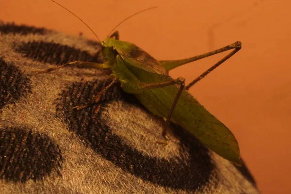 Yeşil çekirge, canlı renkli ve güçlü bacaklı canlı bir böcek, doğayı, uyumu, çevikliği ve yazları doğal güzelliği sembolize eder.