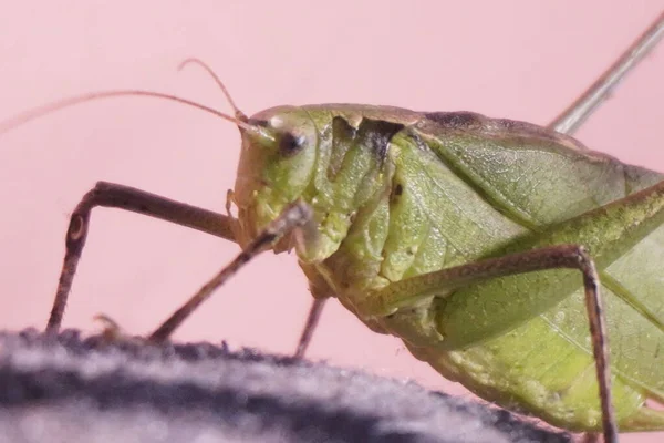 Yeşil çekirge, canlı renkli ve güçlü bacaklı canlı bir böcek, doğayı, uyumu, çevikliği ve yazları doğal güzelliği sembolize eder.