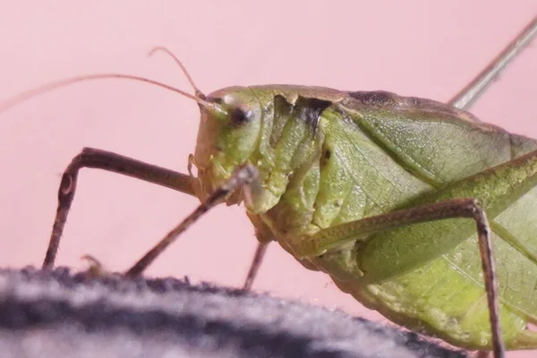 Yeşil çekirge, canlı renkli ve güçlü bacaklı canlı bir böcek, doğayı, uyumu, çevikliği ve yazları doğal güzelliği sembolize eder.