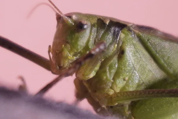 Yeşil çekirge, canlı renkli ve güçlü bacaklı canlı bir böcek, doğayı, uyumu, çevikliği ve yazları doğal güzelliği sembolize eder.