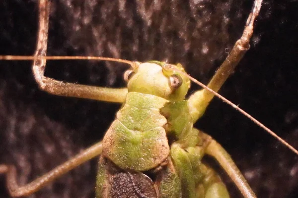 Yeşil çekirge, canlı renkli ve güçlü bacaklı canlı bir böcek, doğayı, uyumu, çevikliği ve yazları doğal güzelliği sembolize eder.
