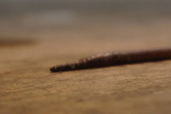 Toprakta hareket eden ince toprak solucanı, toprak besinlerini zenginleştiren doğal çürütücü, bitkilerin büyümesi ve sürdürülebilir tarım için hayati önem taşıyor.