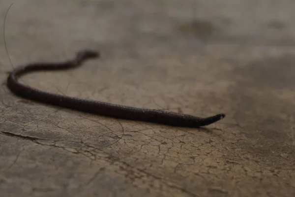 Toprakta hareket eden ince toprak solucanı, toprak besinlerini zenginleştiren doğal çürütücü, bitkilerin büyümesi ve sürdürülebilir tarım için hayati önem taşıyor.