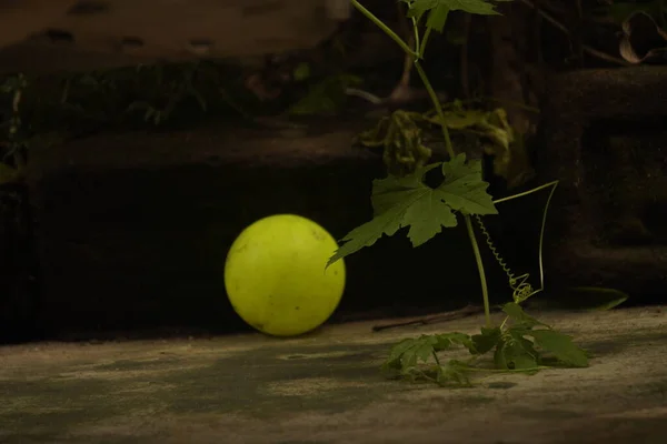 Dayanıklı keçeli yüzeyi olan parlak sarı tenis topu, mükemmel sıçrayış, antrenman, maç, sıradan oyun ve spor antrenmanı için basınç testi.