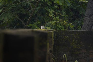 Sincaplar: Doğal ortamdaki bir sincabın yakın çekimi, dışavurumcu gözlerini, kabarık kuyruğunu ve küçük patilerini göstererek bir merak anını yakalıyor..