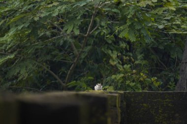 Sincaplar: Doğal ortamdaki bir sincabın yakın çekimi, dışavurumcu gözlerini, kabarık kuyruğunu ve küçük patilerini göstererek bir merak anını yakalıyor..