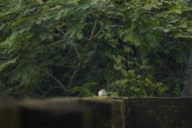 Sincaplar: Doğal ortamdaki bir sincabın yakın çekimi, dışavurumcu gözlerini, kabarık kuyruğunu ve küçük patilerini göstererek bir merak anını yakalıyor..