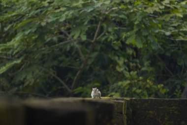Sincaplar: Doğal ortamdaki bir sincabın yakın çekimi, dışavurumcu gözlerini, kabarık kuyruğunu ve küçük patilerini göstererek bir merak anını yakalıyor..