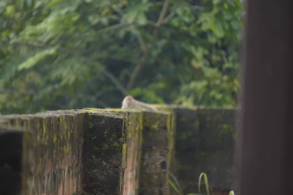 Sincaplar: Doğal ortamdaki bir sincabın yakın çekimi, dışavurumcu gözlerini, kabarık kuyruğunu ve küçük patilerini göstererek bir merak anını yakalıyor..