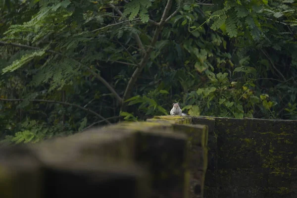 Sincaplar: Doğal ortamdaki bir sincabın yakın çekimi, dışavurumcu gözlerini, kabarık kuyruğunu ve küçük patilerini göstererek bir merak anını yakalıyor..