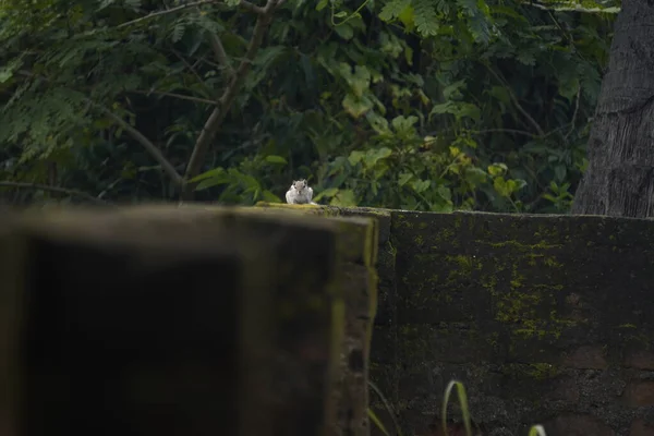 Sincaplar: Doğal ortamdaki bir sincabın yakın çekimi, dışavurumcu gözlerini, kabarık kuyruğunu ve küçük patilerini göstererek bir merak anını yakalıyor..