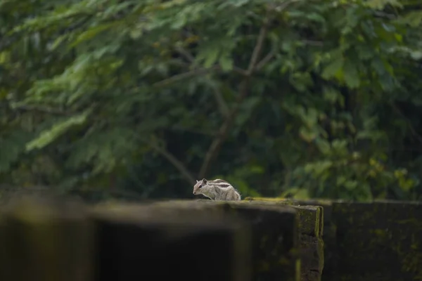 Sincaplar: Doğal ortamdaki bir sincabın yakın çekimi, dışavurumcu gözlerini, kabarık kuyruğunu ve küçük patilerini göstererek bir merak anını yakalıyor..