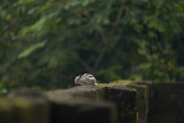 Sincaplar: Doğal ortamdaki bir sincabın yakın çekimi, dışavurumcu gözlerini, kabarık kuyruğunu ve küçük patilerini göstererek bir merak anını yakalıyor..