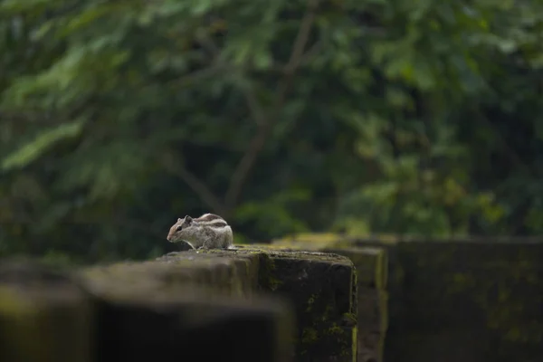 Sincaplar: Doğal ortamdaki bir sincabın yakın çekimi, dışavurumcu gözlerini, kabarık kuyruğunu ve küçük patilerini göstererek bir merak anını yakalıyor..