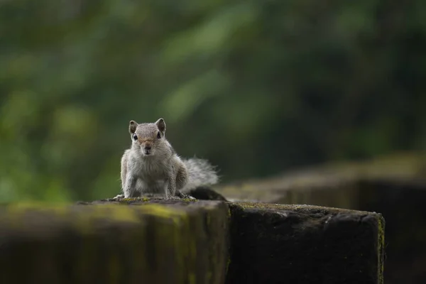 Sincaplar: Doğal ortamdaki bir sincabın yakın çekimi, dışavurumcu gözlerini, kabarık kuyruğunu ve küçük patilerini göstererek bir merak anını yakalıyor..