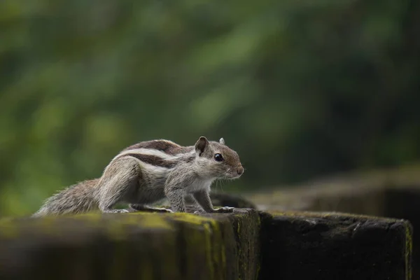 Sincaplar: Doğal ortamdaki bir sincabın yakın çekimi, dışavurumcu gözlerini, kabarık kuyruğunu ve küçük patilerini göstererek bir merak anını yakalıyor..