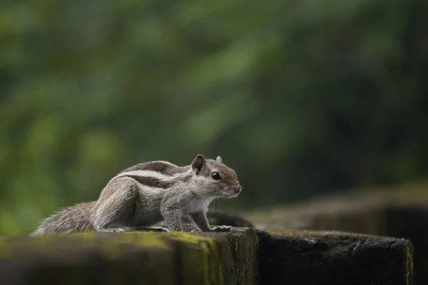 Sincaplar: Doğal ortamdaki bir sincabın yakın çekimi, dışavurumcu gözlerini, kabarık kuyruğunu ve küçük patilerini göstererek bir merak anını yakalıyor..